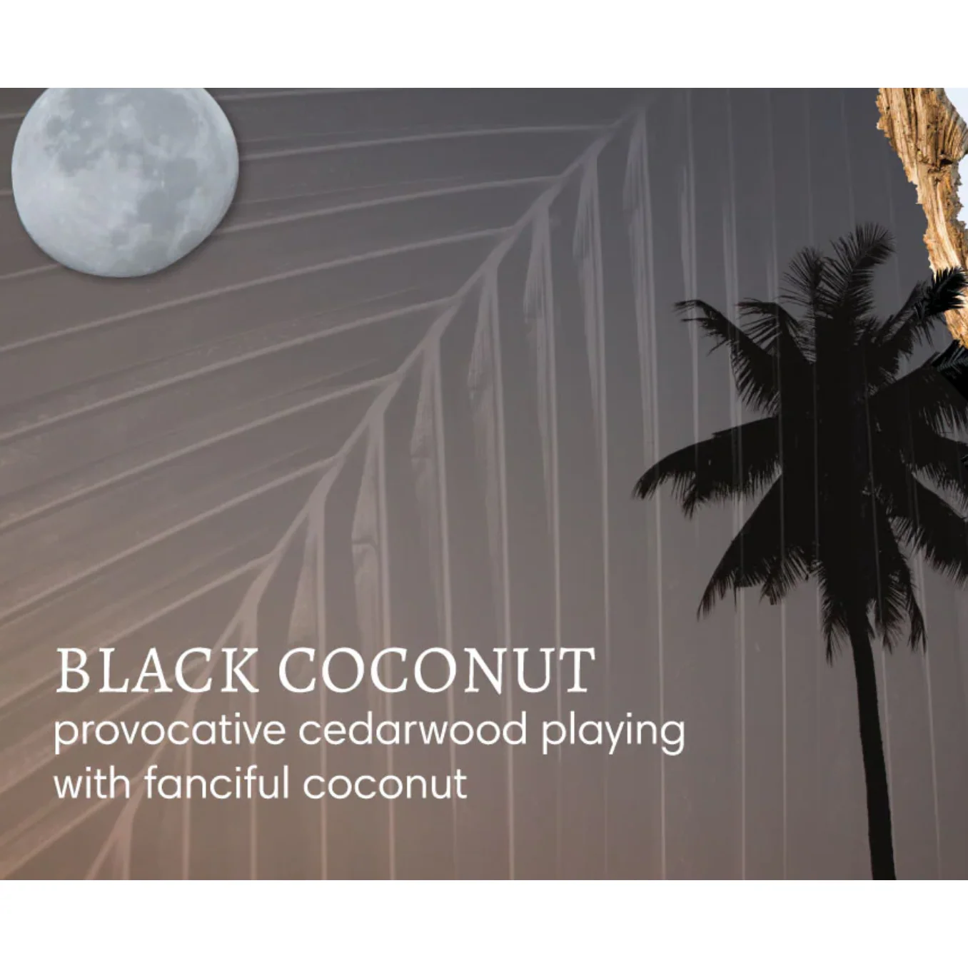 Black Coconut Mini Hand Repair Balm – Cedarwood & Coconut | 20ml | Mango & Shea Butter - Image 2