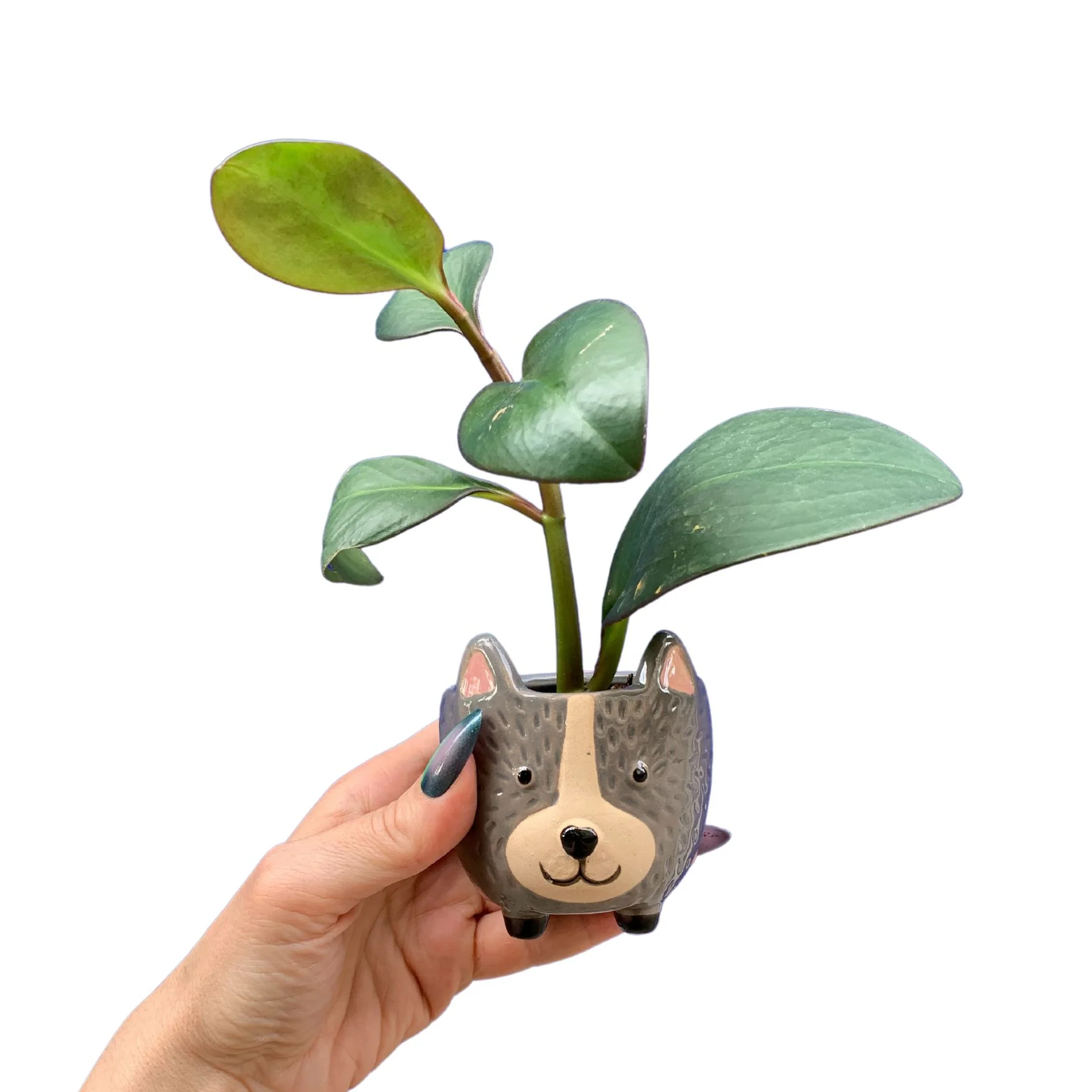 Hedgehog Pot | Decorative Ceramic Planter | 3.25" Tall - Image 2