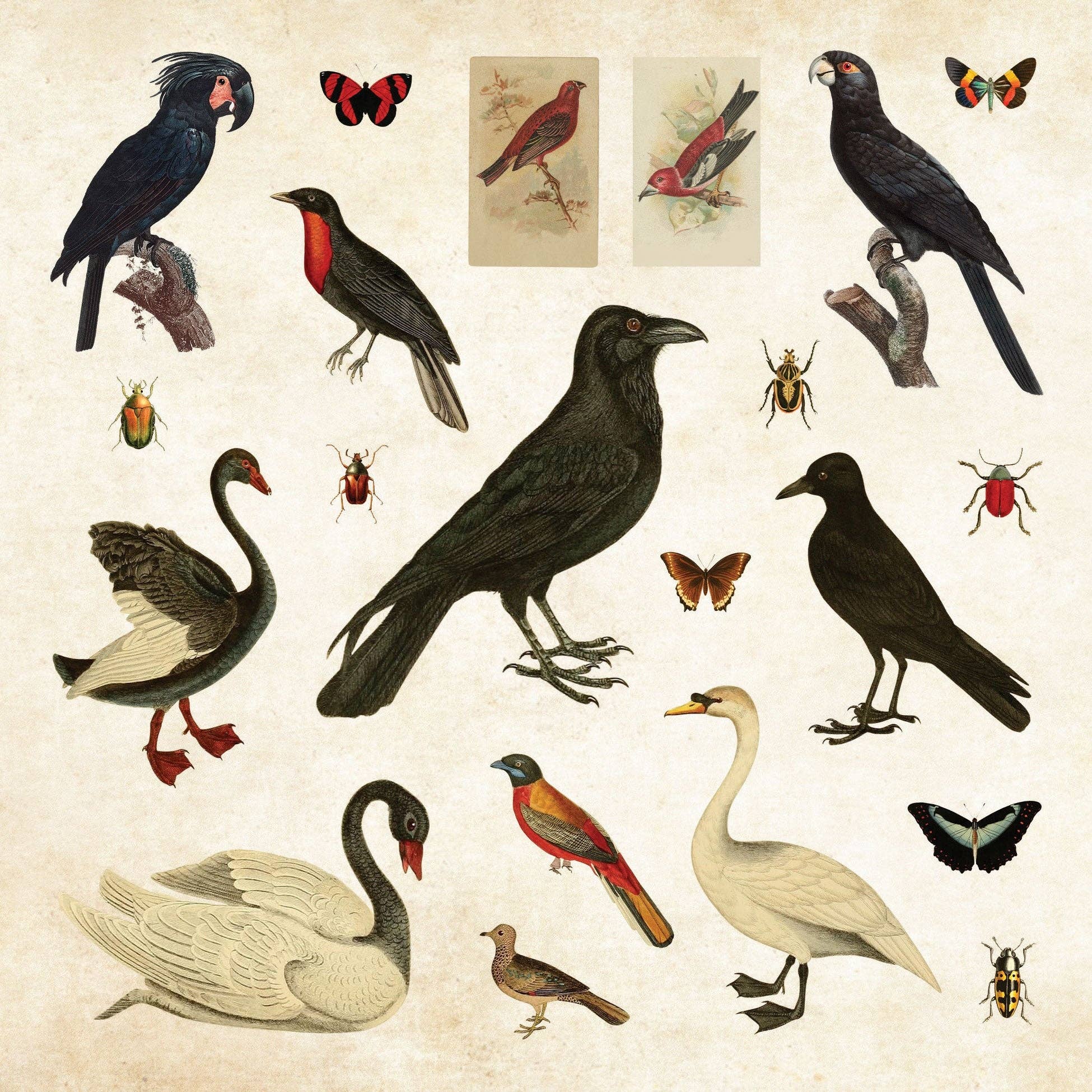 Mystical Ephemera Stickers | An Enchanting Vintage Sticker Book | Over 900 Decals - Image 5