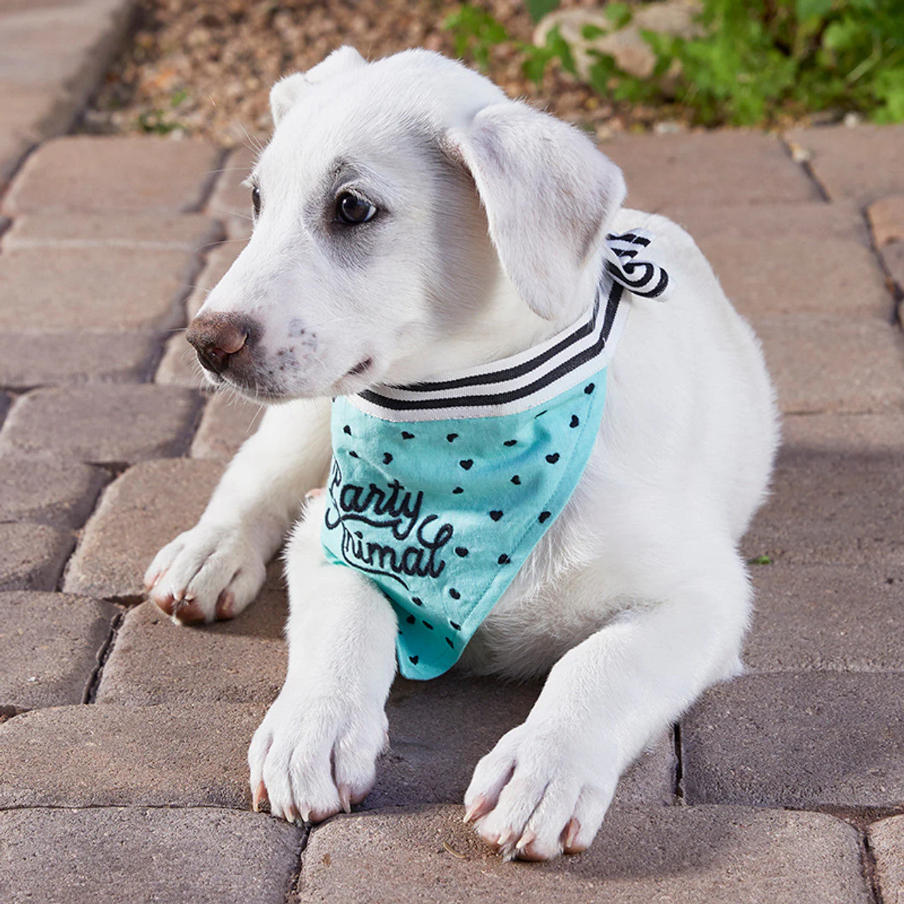 Party Animal Pet Bandana | In Blue With Printed Hearts Designs - Image 5