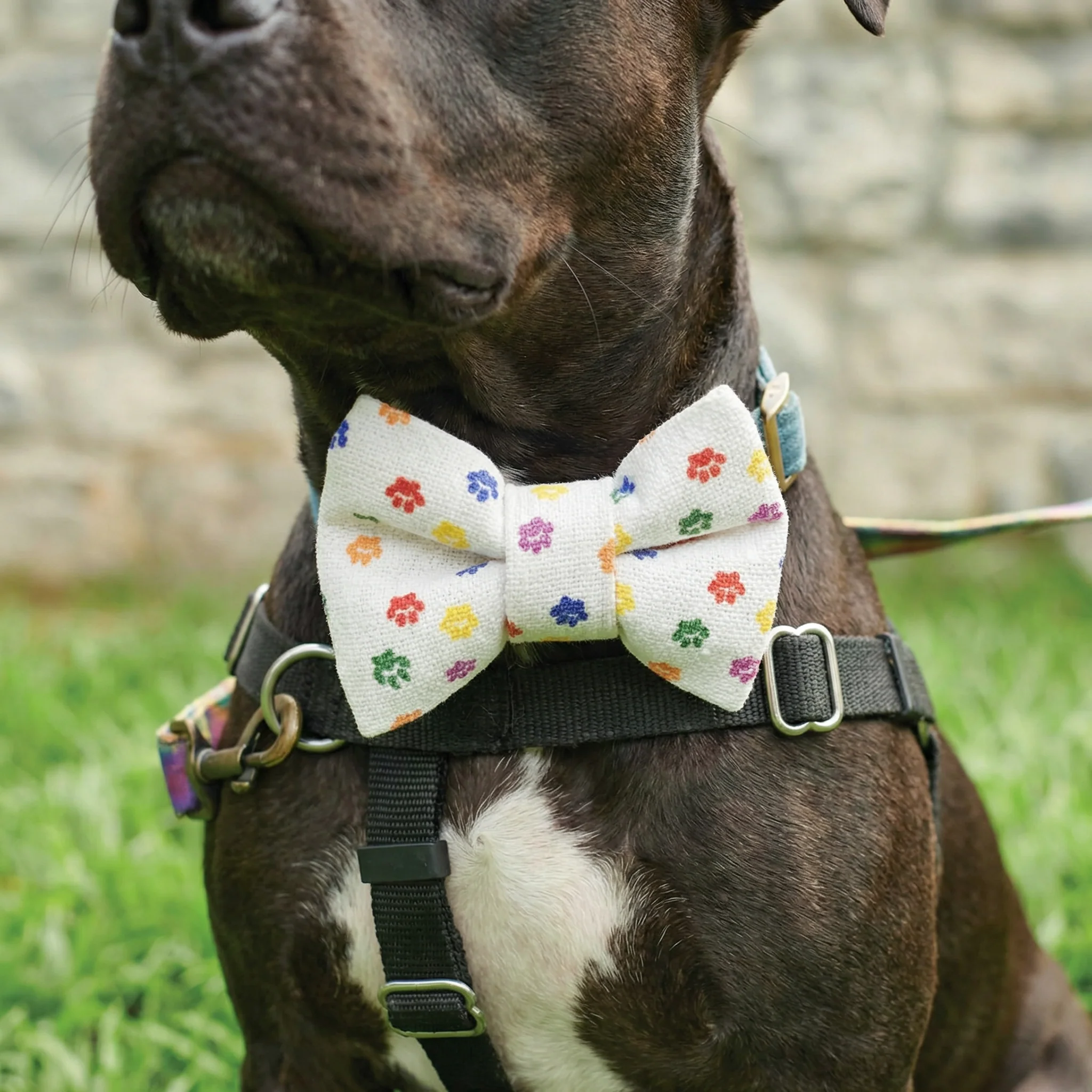 Rainbow Plaid Pet Bow Tie Set | LGBTQ Pride Pet Accessories | Gift For Cat/Dog Lover - Image 12