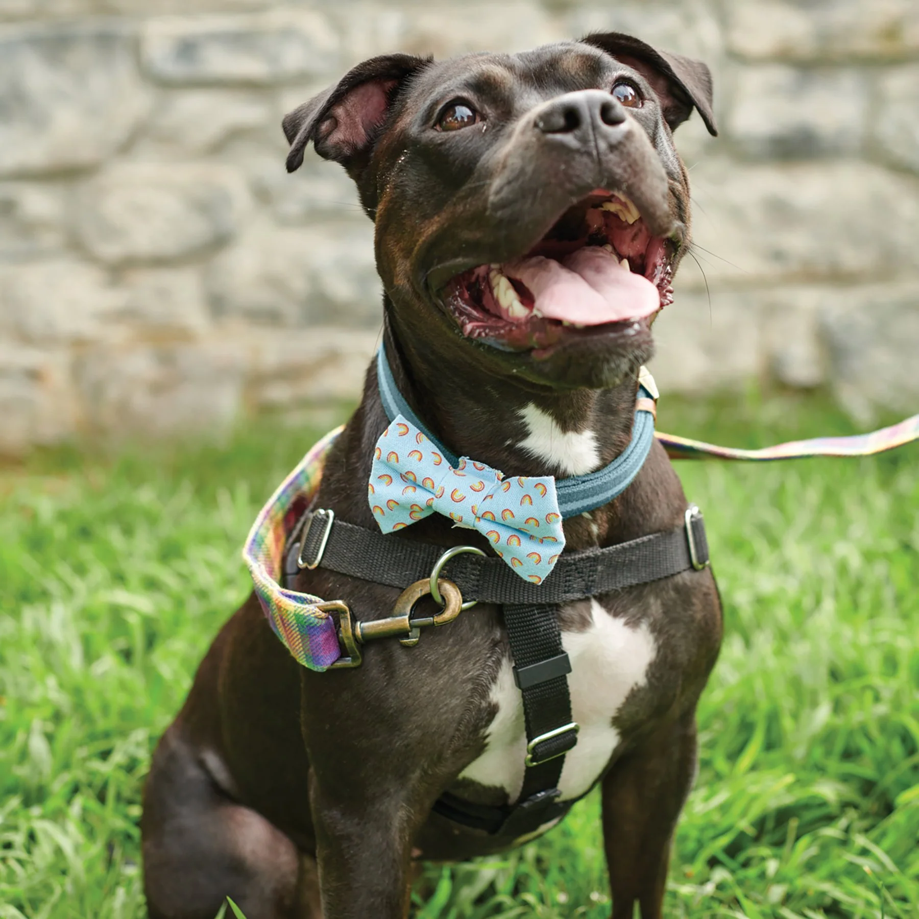 Rainbow Plaid Pet Bow Tie Set | LGBTQ Pride Pet Accessories | Gift For Cat/Dog Lover - Image 5
