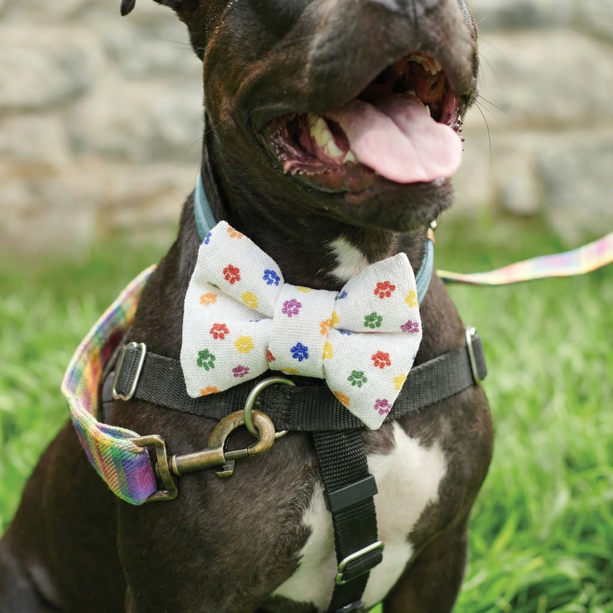 Rainbow Plaid Pet Bow Tie Set | LGBTQ Pride Pet Accessories | Gift For Cat/Dog Lover - Image 7