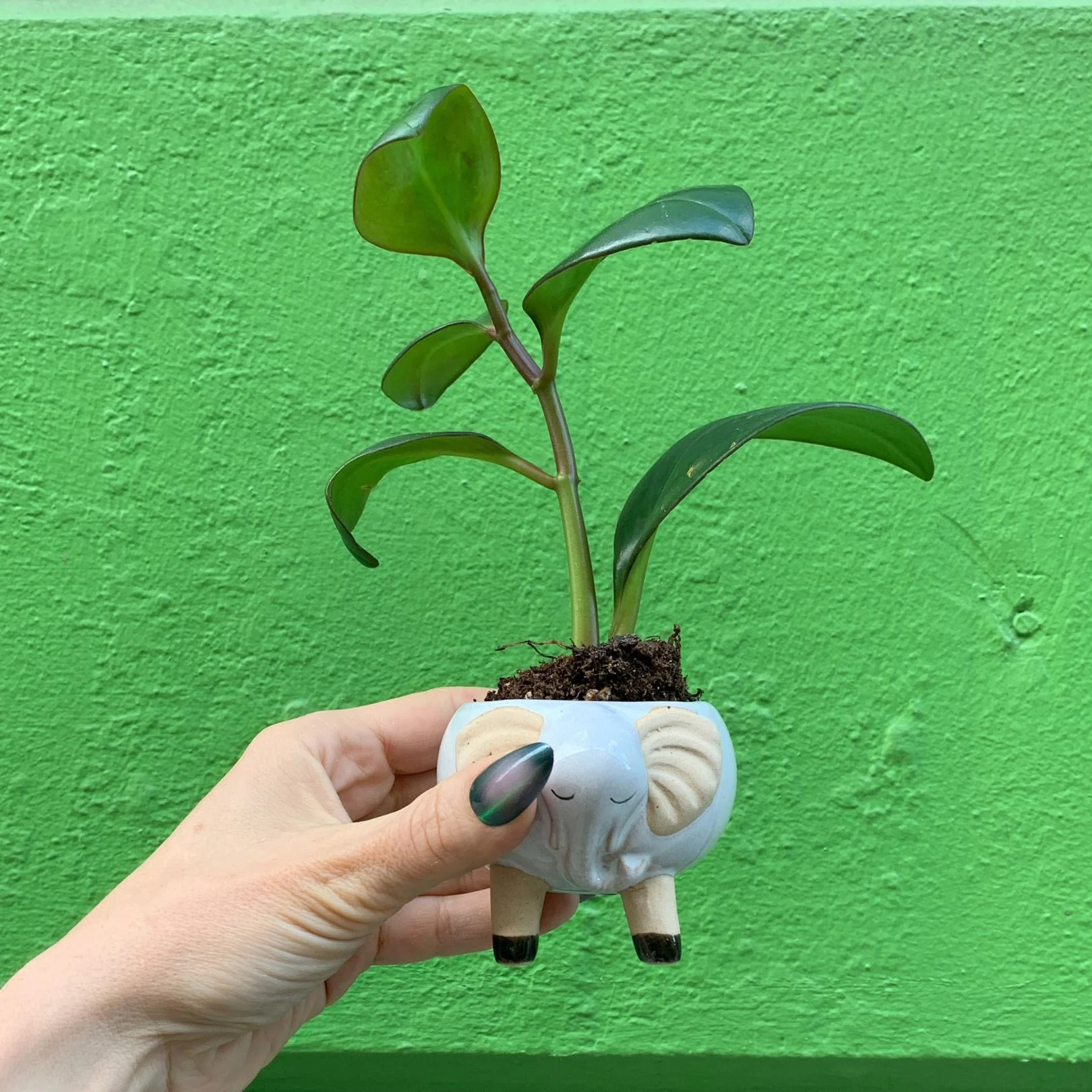 White Elephant Pot | Decorative Succulents Ceramic Planter | 2.5" Tall - Image 10