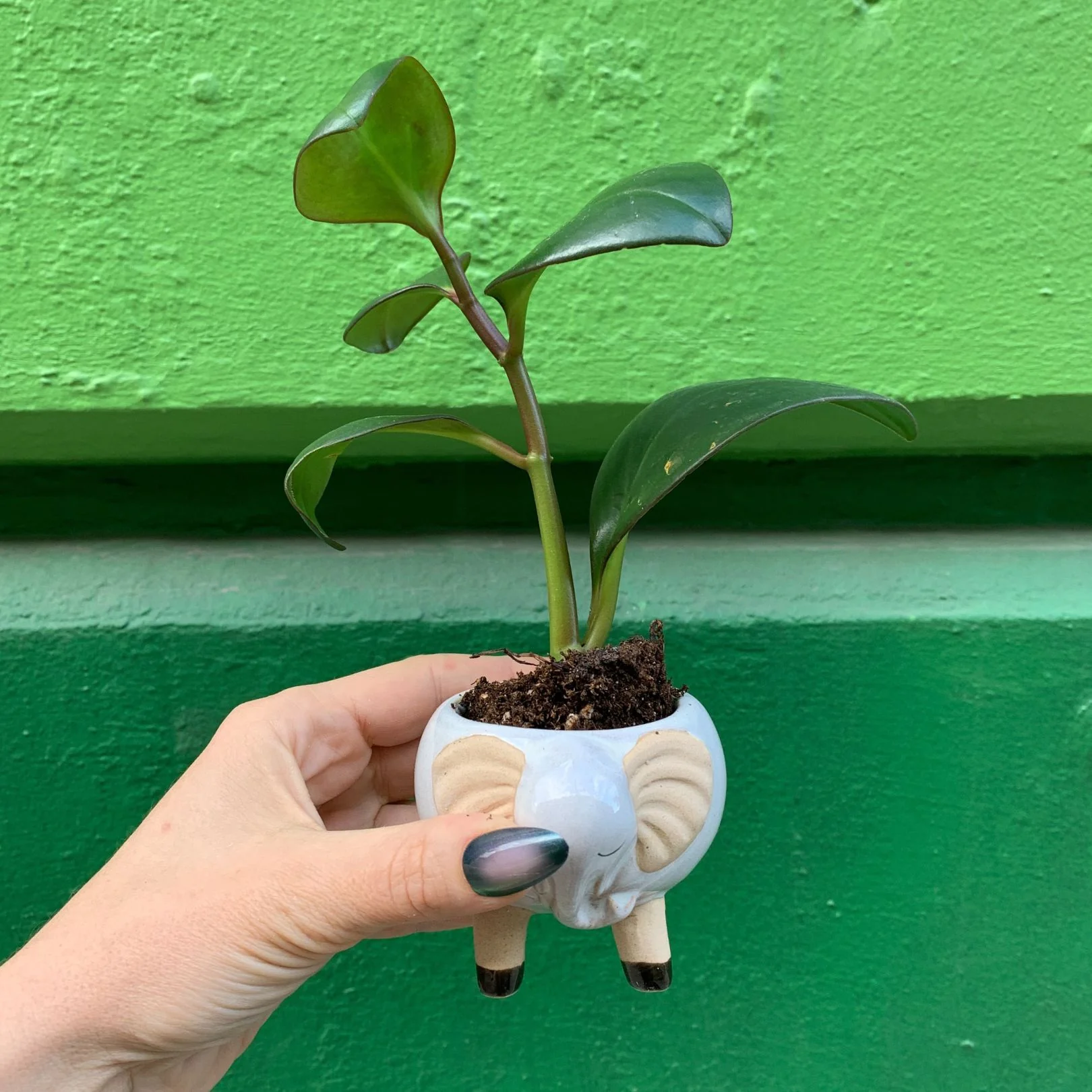 White Elephant Pot | Decorative Succulents Ceramic Planter | 2.5" Tall - Image 4